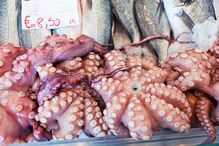 Polvo está a ter muita procura 