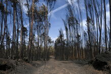 Chamas deixaram um rasto de destruição e semearam a pobreza 