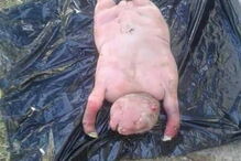 Ovelha é encarada pela população como obra do diabo