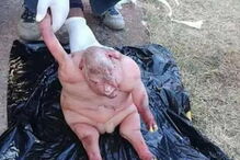 Ovelha é encarada pela população como obra do diabo