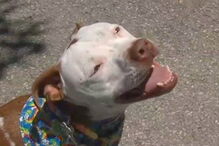 Cadela é eleita presidente da cidade