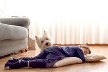 Benefícios, saúde, animais, estimação, amigos, companheiros, AVC