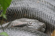 Cobras 'sucuri' são umas das maiores do mundo e também das mais perigosas