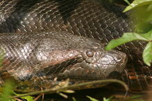 Cobras 'sucuri' são umas das maiores do mundo e também das mais perigosas