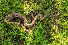 Cobras 'sucuri' são umas das maiores do mundo e também das mais perigosas