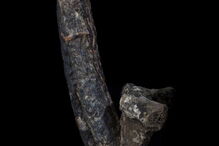 Pénis, museu, Londres, exposição