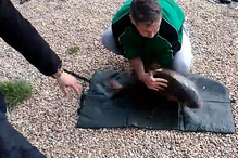 Dois amigos pescaram uma carpa enorme e resolveram documentar o momento