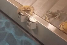 Caranguejos no aeroporto das Baamas