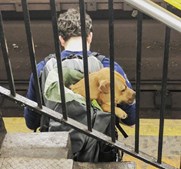 Animais são transportados em sacos e mochilas