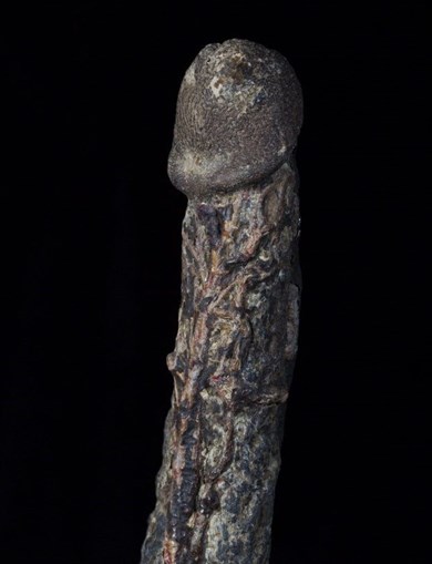 Pénis mumificado, no Museu de Curiosidades de Viktor Wynd 