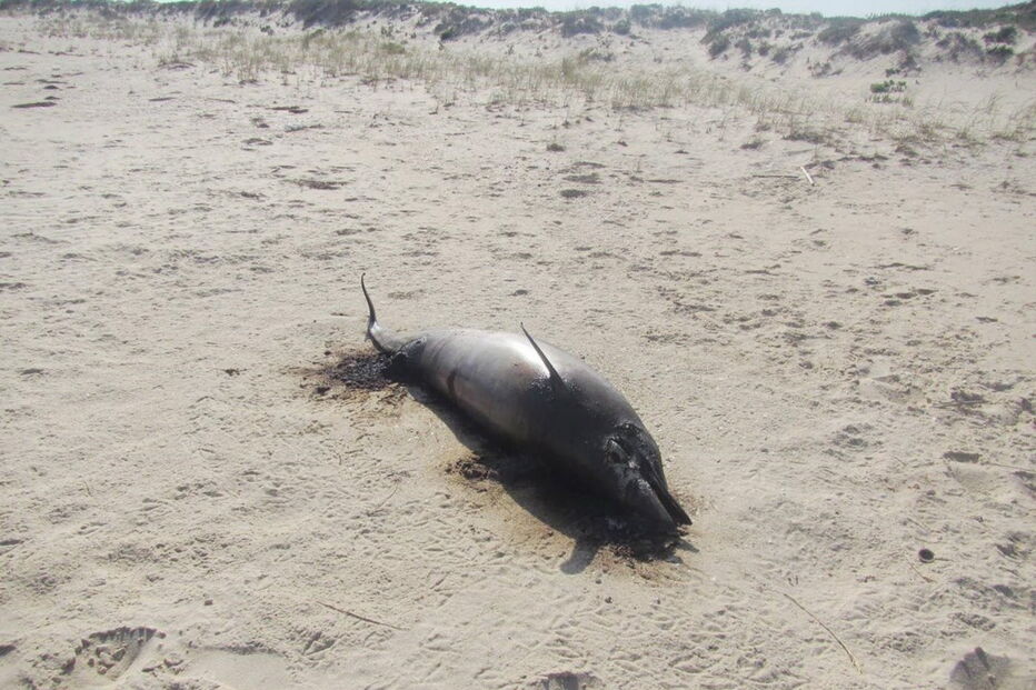 Golfinho deu à costa a cerca de 500 metros da unidade balnear da Culatra