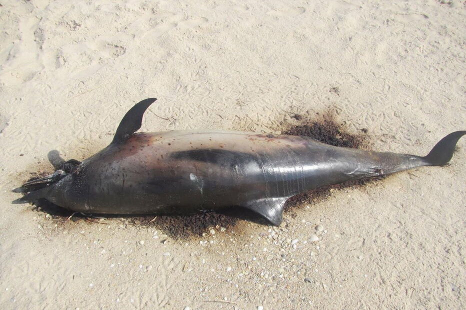 Golfinho deu à costa a cerca de 500 metros da unidade balnear da Culatra