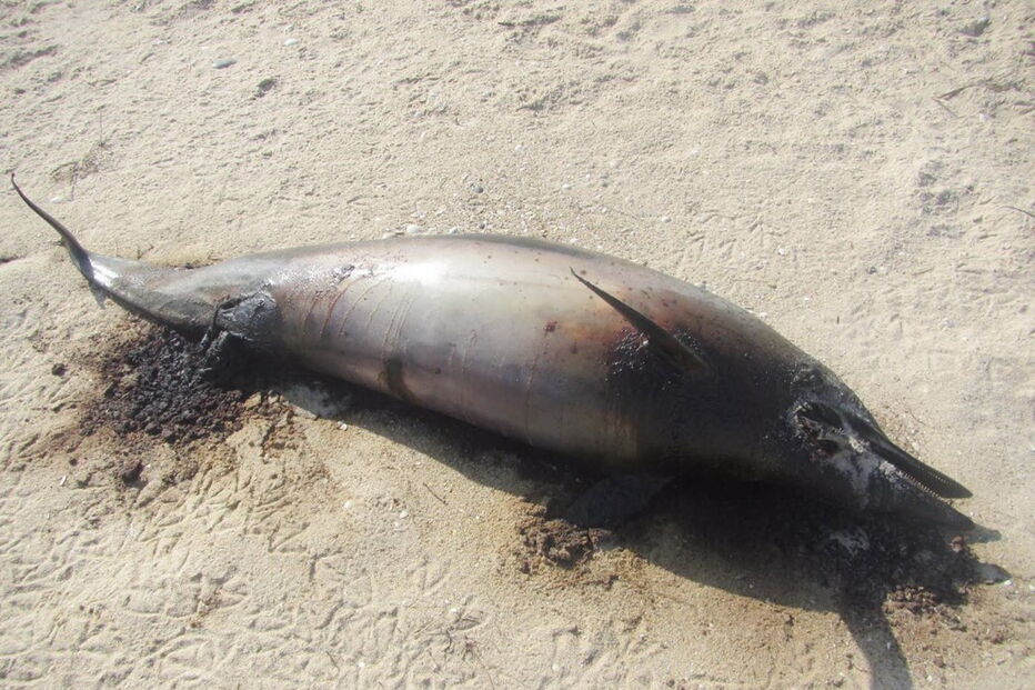 Golfinho deu à costa a cerca de 500 metros da unidade balnear da Culatra