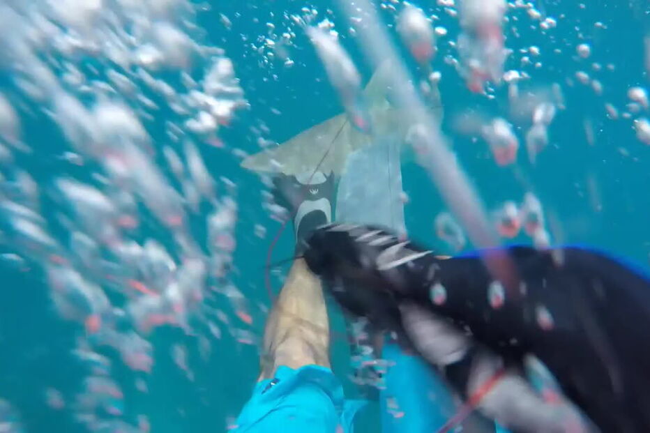 Mergulhador filma tubarão a atacá-lo no meio do mar