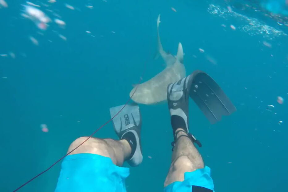 Mergulhador filma tubarão a atacá-lo no meio do mar