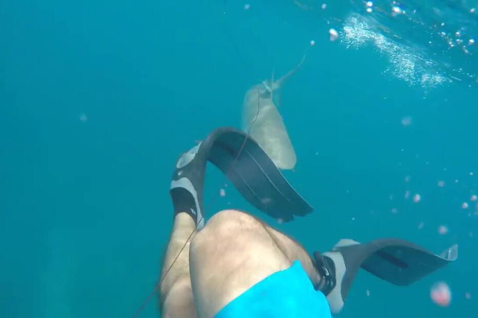 Mergulhador filma tubarão a atacá-lo no meio do mar