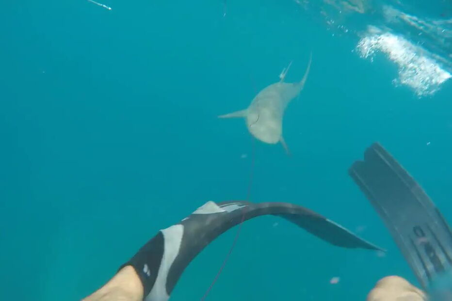 Mergulhador filma tubarão a atacá-lo no meio do mar