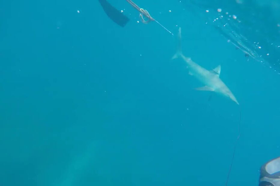 Mergulhador filma tubarão a atacá-lo no meio do mar