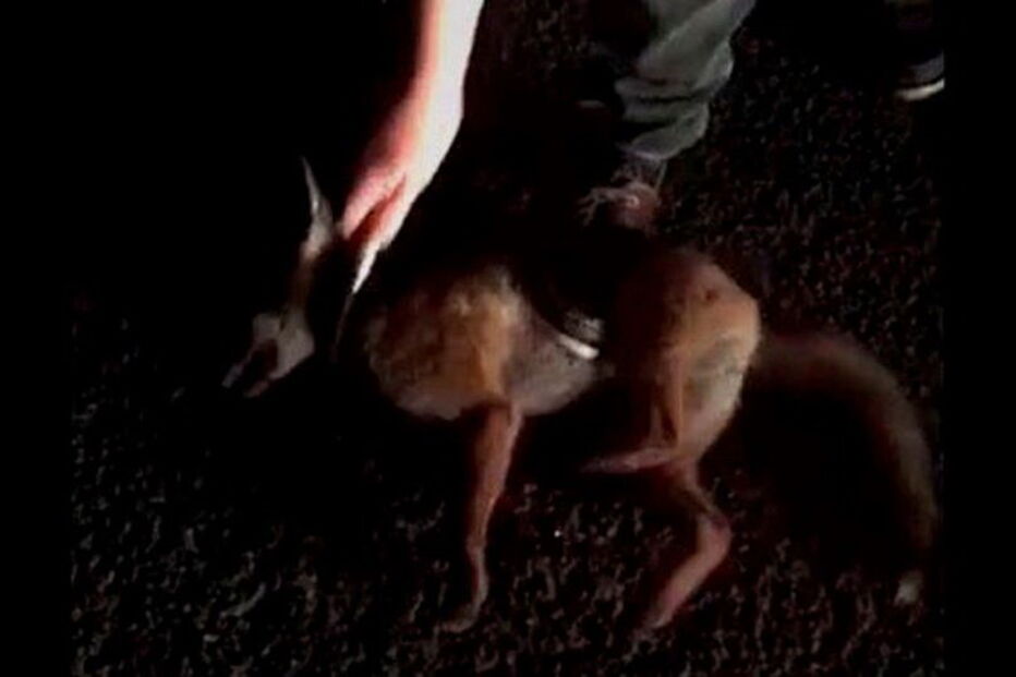 Alunos de veterinária competem para ver quem mata animal maior