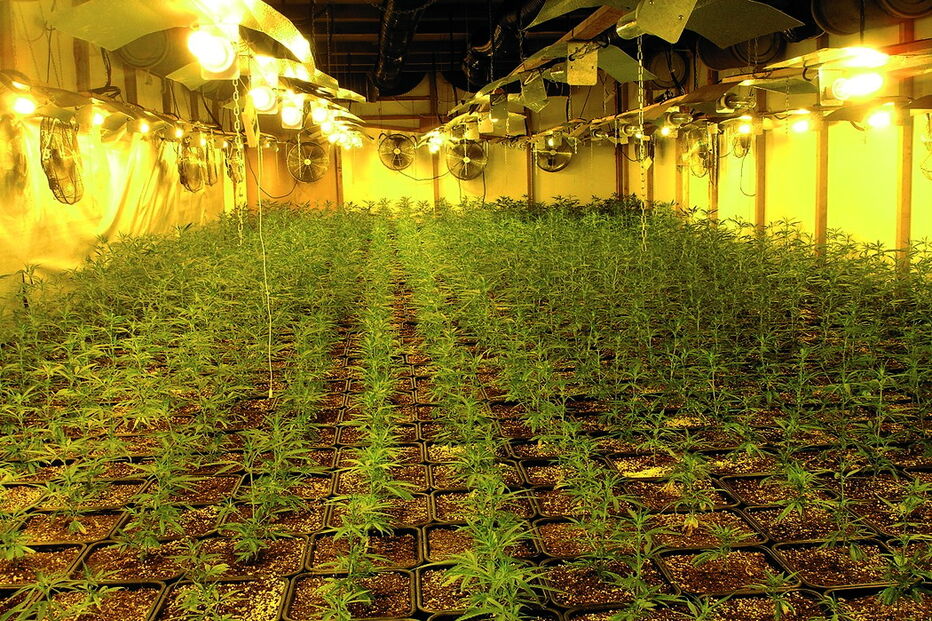 Estufas na antiga fábrica tinham pés de canábis em várias fases de maturação 