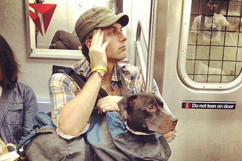 Nova Iorque, Estados Unidos, Metropolitan Transport Authority, ambiente, animais, sacos, metro, lei