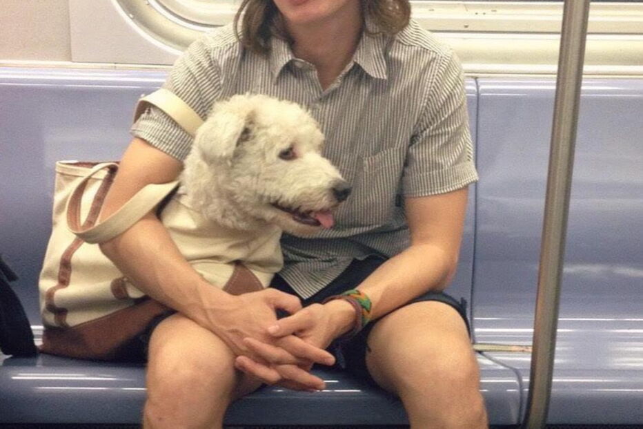 Nova Iorque, Estados Unidos, Metropolitan Transport Authority, ambiente, animais, sacos, metro, lei