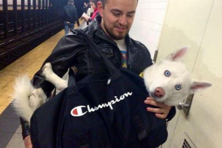 Nova Iorque, Estados Unidos, Metropolitan Transport Authority, ambiente, animais, sacos, metro, lei