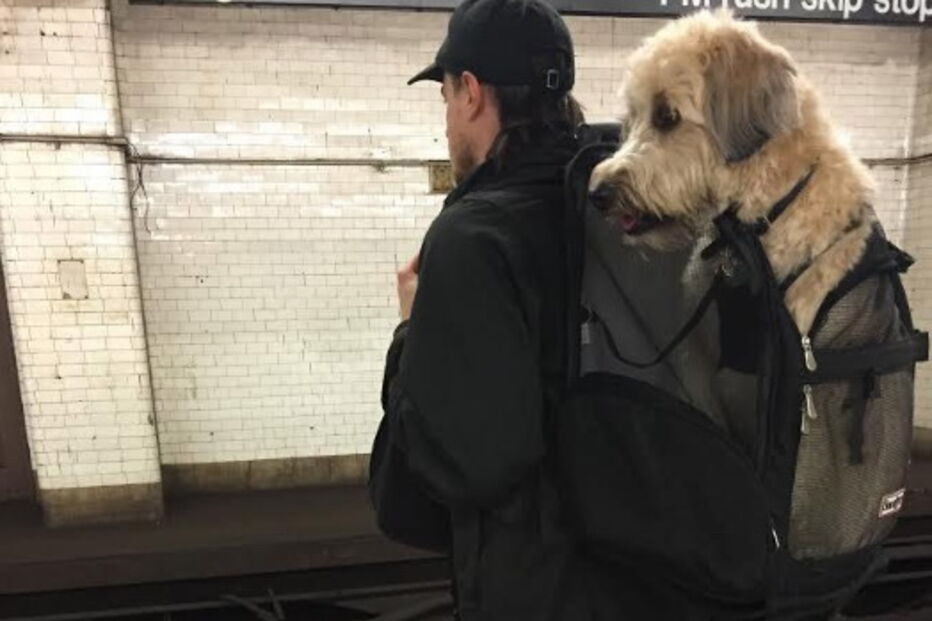 Nova Iorque, Estados Unidos, Metropolitan Transport Authority, ambiente, animais, sacos, metro, lei