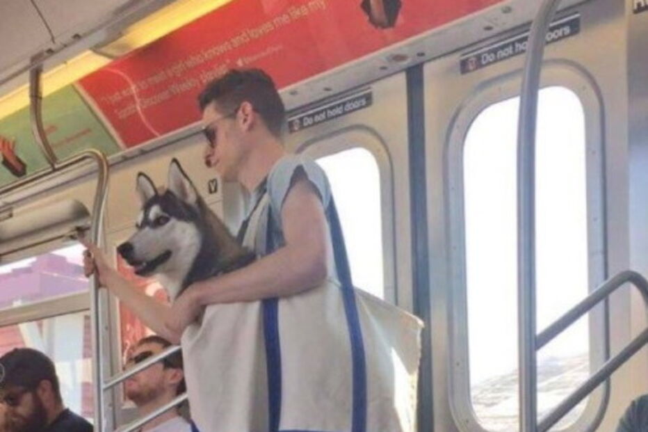 Nova Iorque, Estados Unidos, Metropolitan Transport Authority, ambiente, animais, sacos, metro, lei