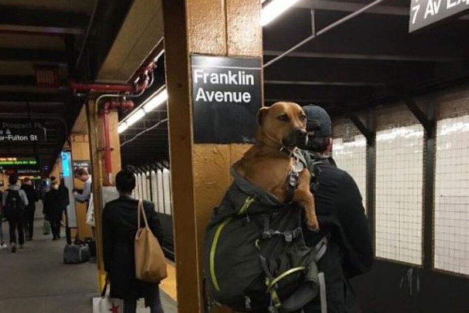 Nova Iorque, Estados Unidos, Metropolitan Transport Authority, ambiente, animais, sacos, metro, lei