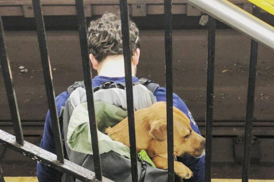 Nova Iorque, Estados Unidos, Metropolitan Transport Authority, ambiente, animais, sacos, metro, lei