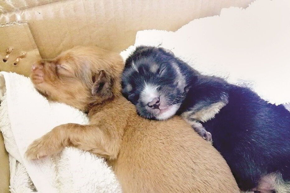 MOVE Movimento Esterilizar, Famalicão, Vilarinho das Cambas, Avintes, Joana Santos