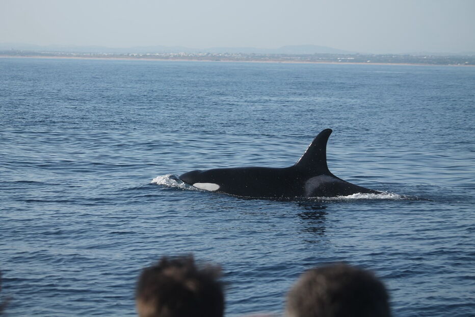 Orcas, Algarve, turistas, mamíferos, marinhos
