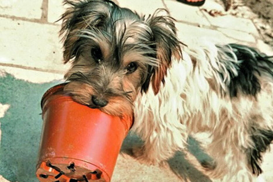 Pedrógão Grande, tragédia, família, cadela, animal, incêndio, fogo, mortos