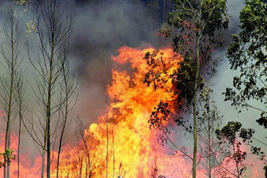 Pedrógão Grande, tragédia, mortos, feridos, desaparecidos, incêndio, fogo