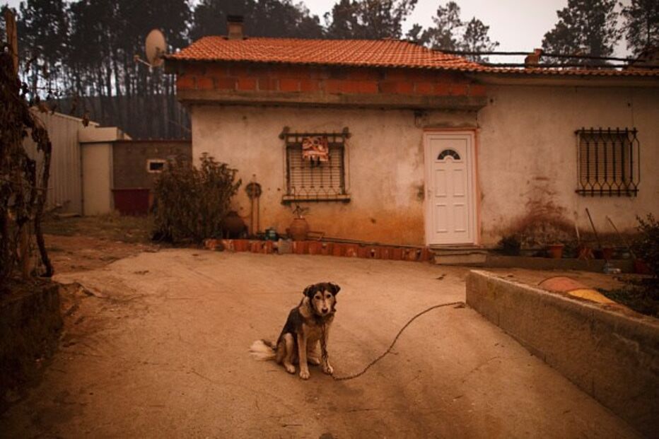 Centenas de animais morreram no incêndio de Pedrógão