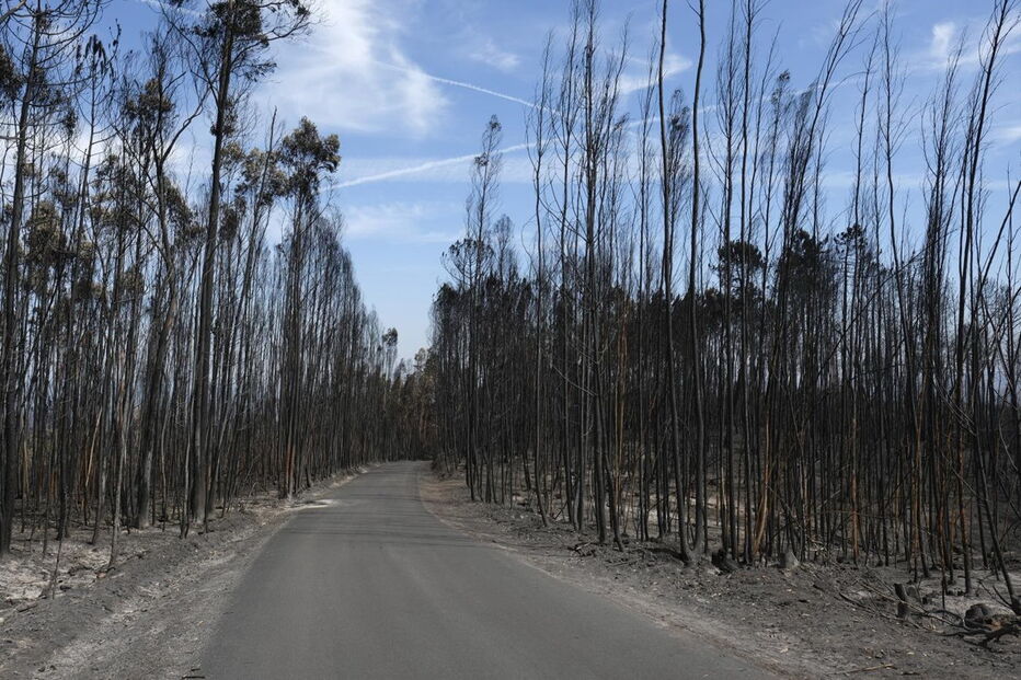 Chamas deixaram um rasto de destruição e semearam a pobreza 