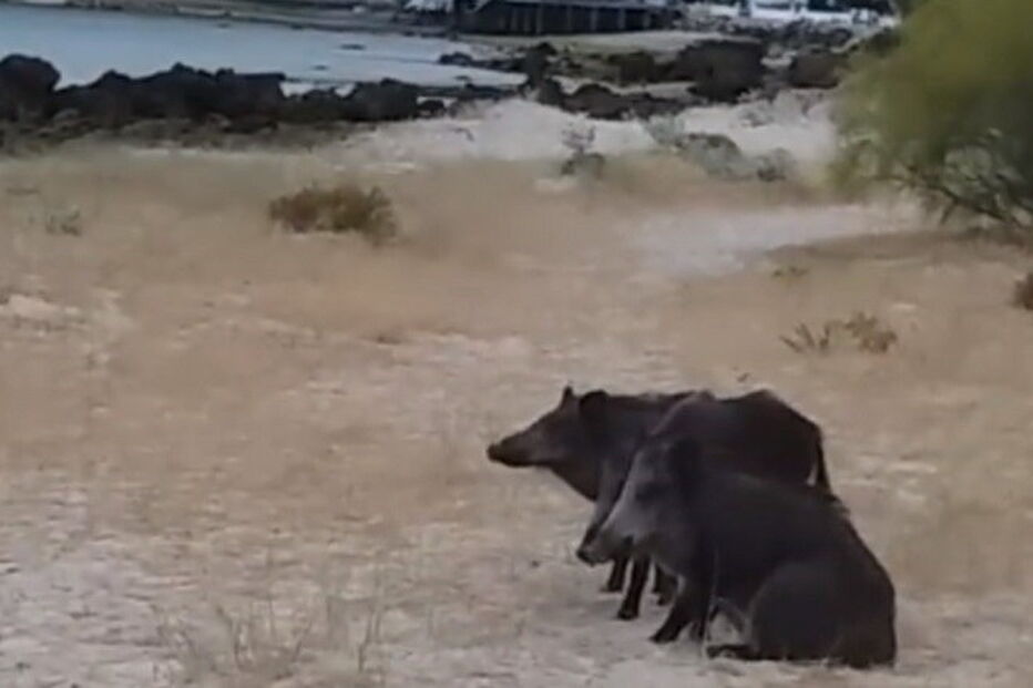 Um vídeo mostra três javalis na praia, com o Portinho da Arrábida ao fundo  