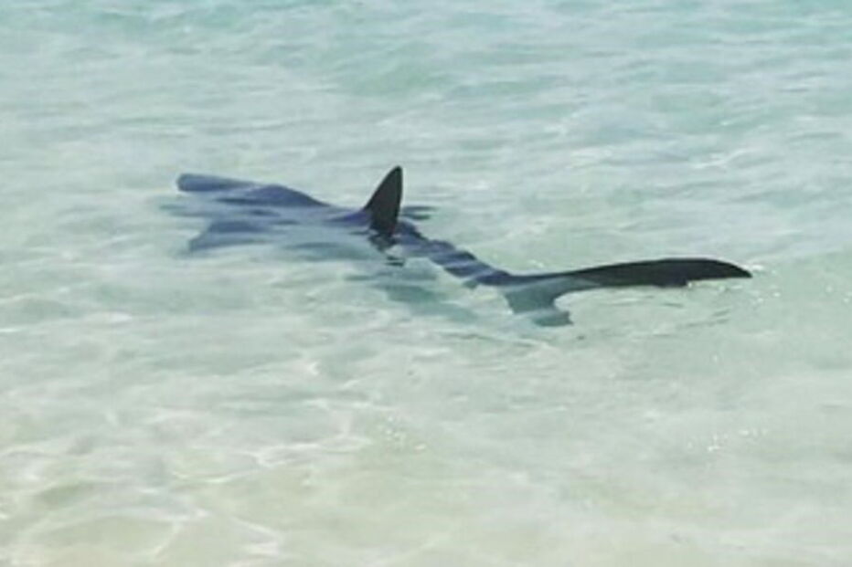 Tubarão dá à costa e deixa banhistas aterrorizados em Maiorca