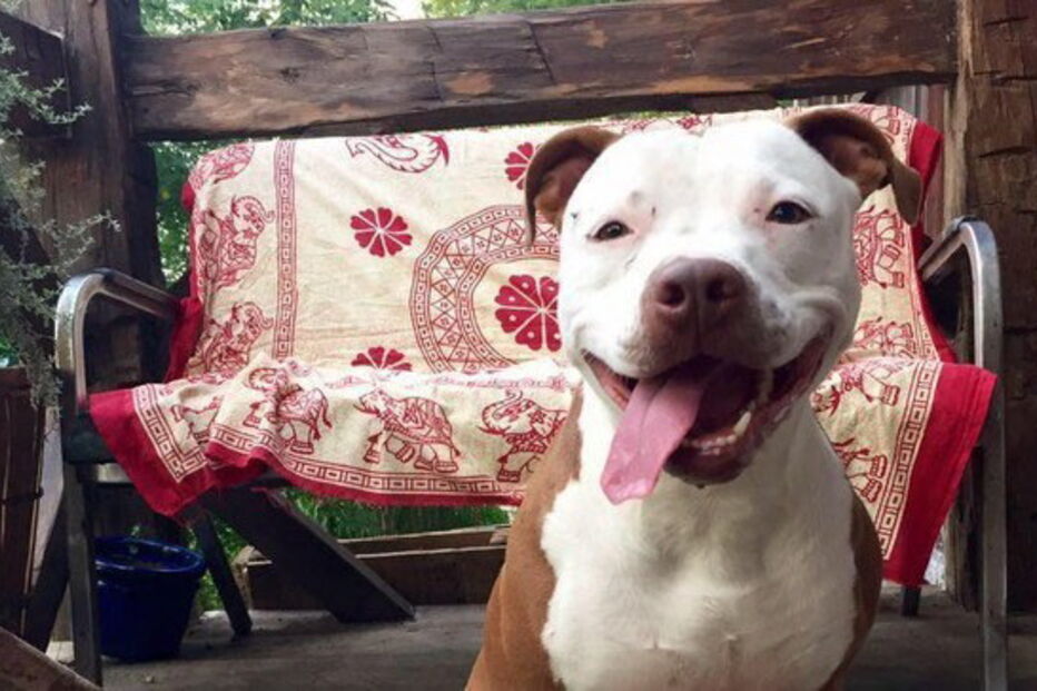 Cadela é eleita presidente da cidade