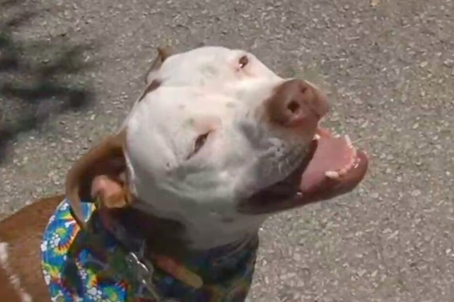 Cadela é eleita presidente da cidade