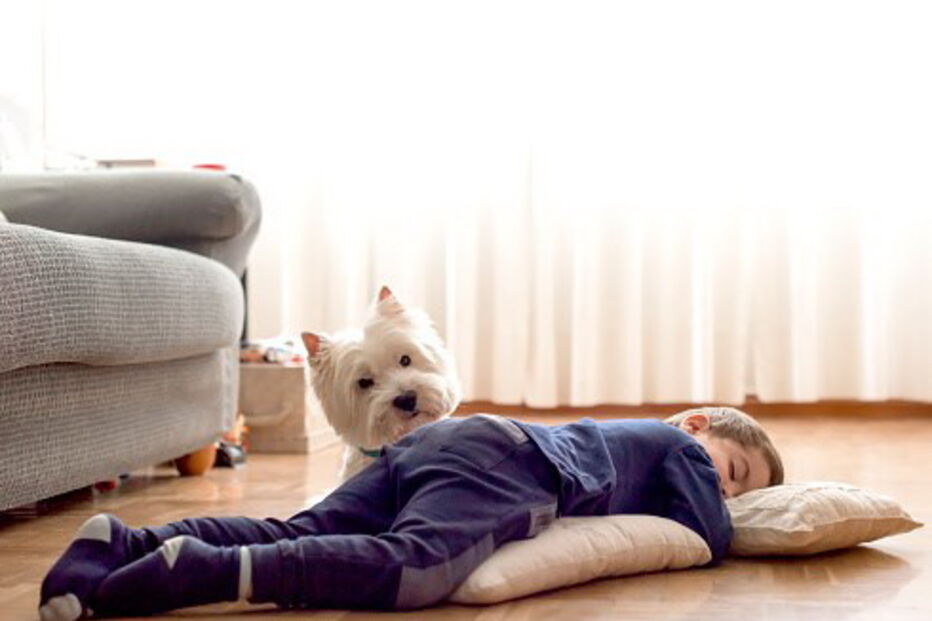 Benefícios, saúde, animais, estimação, amigos, companheiros, AVC