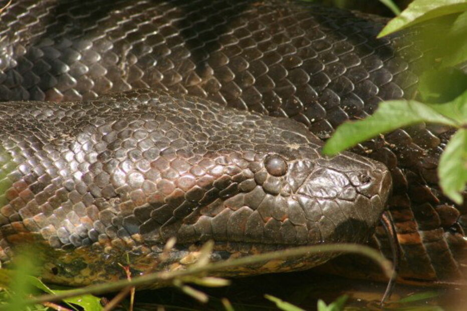 Cobras 'sucuri' são umas das maiores do mundo e também das mais perigosas