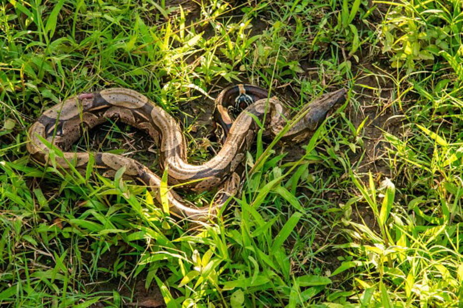 Cobras 'sucuri' são umas das maiores do mundo e também das mais perigosas