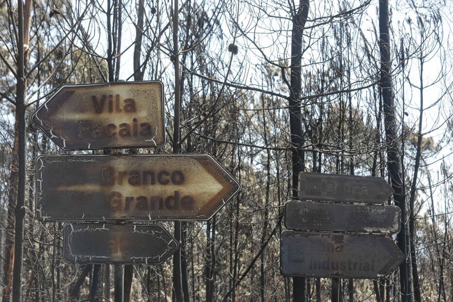 Fogo destruiu quase toda a área florestal de Pedrógão Grande
