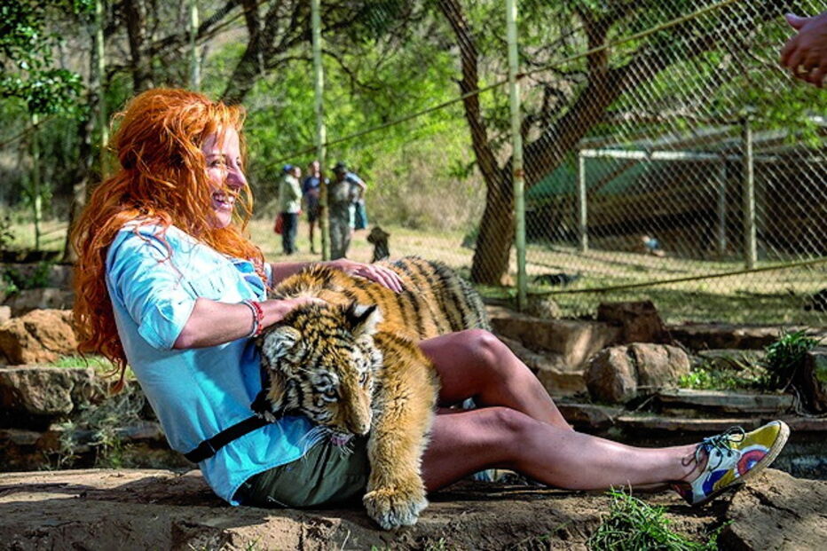Inês Herédia com um tigre ao colo nas gravações das primeiras cenas da novela da estação de Carnaxide	