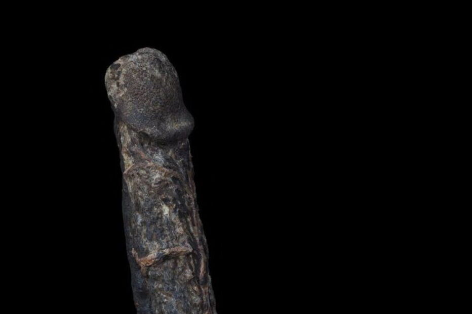 Pénis, museu, Londres, exposição