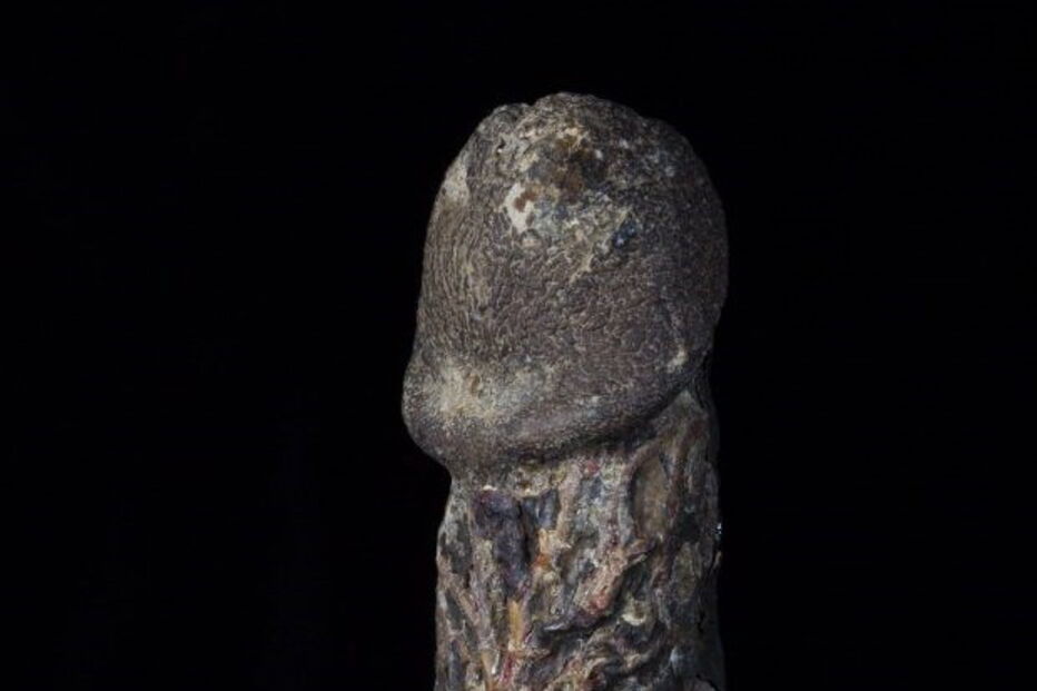 Pénis, museu, Londres, exposição