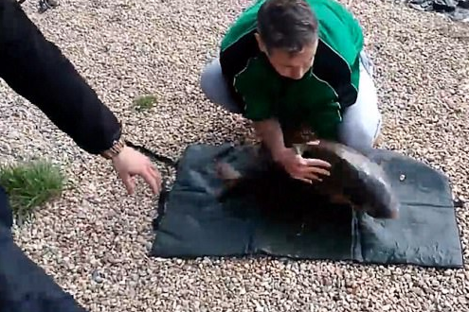 Dois amigos pescaram uma carpa enorme e resolveram documentar o momento