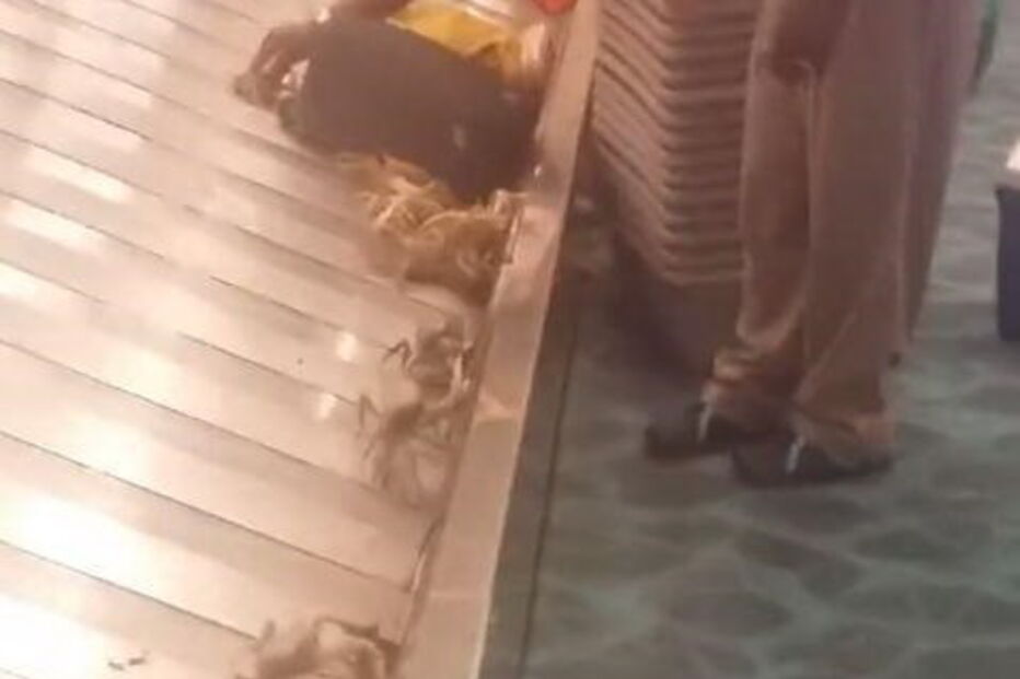 Caranguejos no aeroporto das Baamas